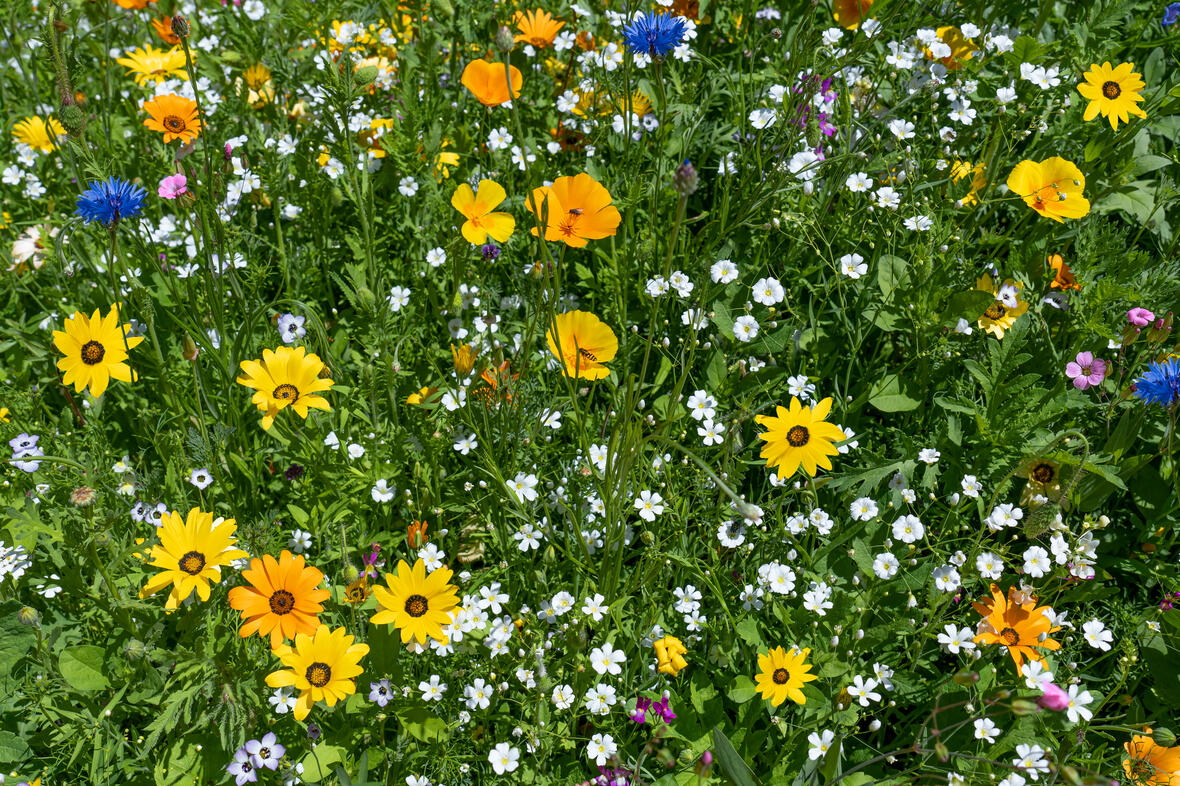 adobestock_bb_blumen